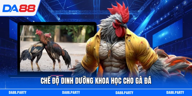 Chế độ dinh dưỡng khoa học cho gà đá