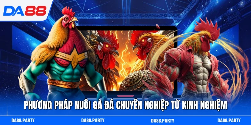 Phương pháp nuôi gà đá chuyên nghiệp từ kinh nghiệm